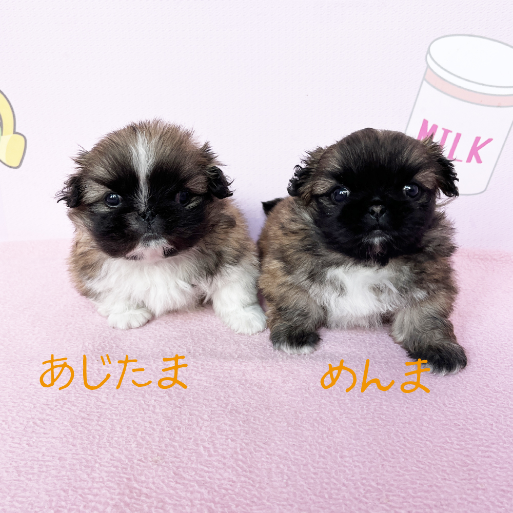 新しい仲間が増えました！